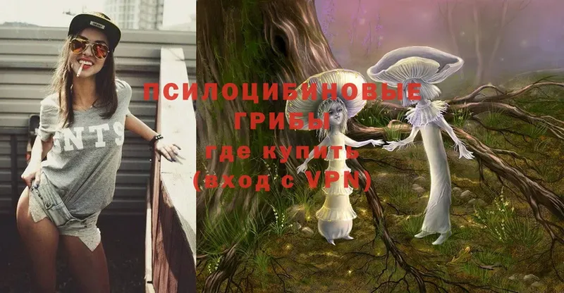 KRAKEN ТОР  Буй  Галлюциногенные грибы Psilocybe  купить  цена 